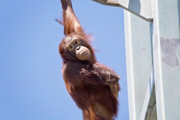 orangutan