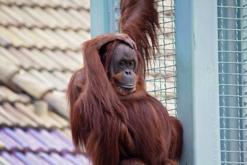 orangutan © charlie