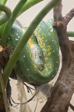 green snake 