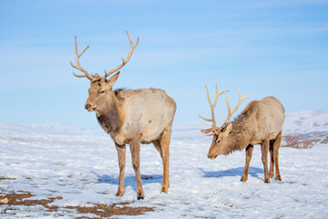 Deer in the snow in the natural streak of the nature reserve in the mountains. The symbol of the New Year and Christmas of the team of Santa Claus, the leader of the pack of the leader of the reindeer