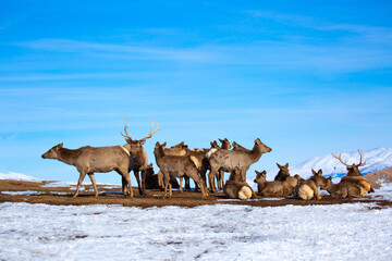 Obraz premium Deer in the snow in the natural streak of the nature reserve in the mountains. The symbol of the New Year and Christmas of the team of Santa Claus, the leader of the pack of the leader of the reindeer