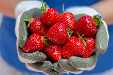 Handful of ripe delicious strawberries