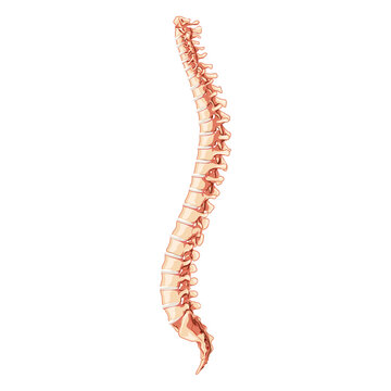 The human vertebral column spine anatomy side lateral with Intervertebral disc. Vector flat 3D realistic concept illustration in natural colors, spine isolated on white background.