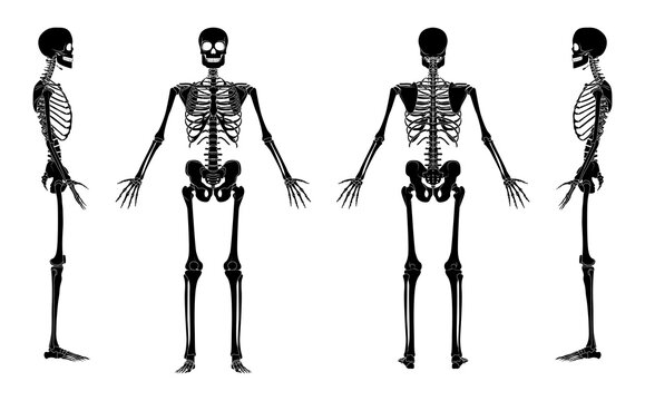 Set of Skeleton silhouette Human bones hands, legs, chests, heads, vertebra, pelvis, Thighs front back side view. Flat black color concept Vector illustration of anatomy isolated on white background