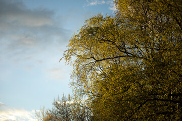Spring tree. Fresh branches with leaves. Trees in park.