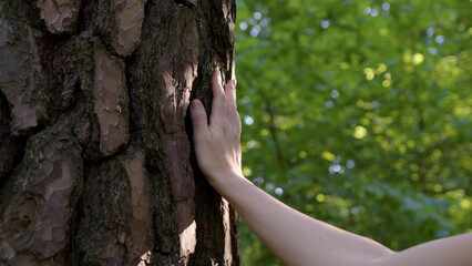 woman touch beautiful tree with picturesque bark at sunset in forest or park. concept of environmental care, touch and unity with nature. saving green plants on earth.