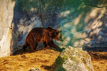Naklejka na ściany i meble The Eurasian brown bear (Ursus arctos arctos), also known as the common brown bear. Brown bear on the rocks.