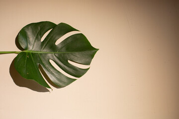 Fototapeta na wymiar background with monstera leaf