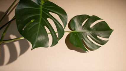 Fototapeta na wymiar background with monstera leaf