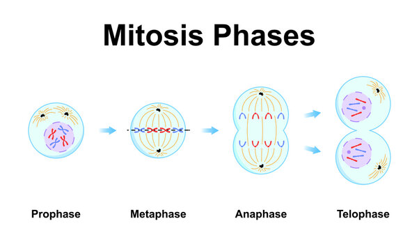 Metaphase Images – Browse 1,387 Stock Photos, Vectors, and Video | Adobe  Stock