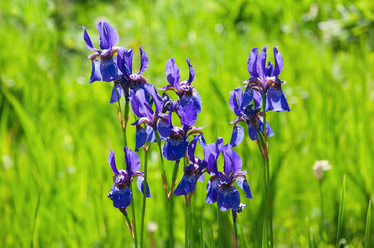 Bright blue flowers of Iris sibirica in a field on a background of green grass on a sunny day