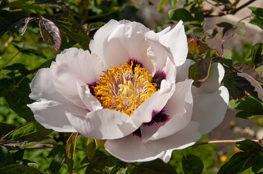 One beautiful white flower of Paeonia suffruticosa close-up against the background of green leaves in a flower garden
