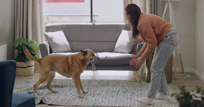 Caucasian woman teaching cute furry brown dog tricks and rewarding treats for being good and obedient. Woman and pet in a living room at home. Training animal with a chew toy and having fun together