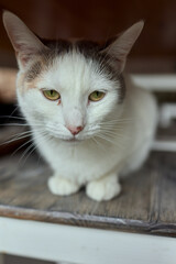 cat lying down on wooden table looking at camera.