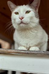 cat lying down on wooden table looking at camera.