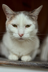 cat lying down on wooden table looking at camera.