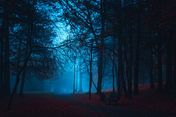 Stranger forest in a fog. Fairy Mysterious Forest. Mystical atmosphere. Paranormal another world....