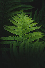 Closeup of the green fern leaf in the tropical forest with dark faded colors