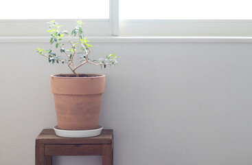 オリーブのある部屋