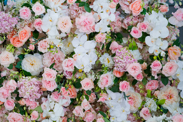 Fototapeta premium beautiful flower background, colorful nature 