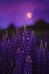 Purple lupine flowers on the background of the night sky with a full moon.