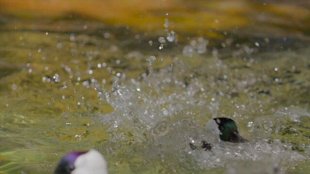 This video shows two ducks playfully chasing each other in a serene pond environment.