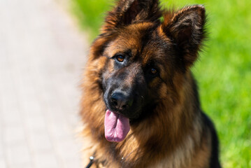 German Shepherd, long-haired, in the city on a leash.