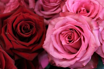 pink and red roses close up