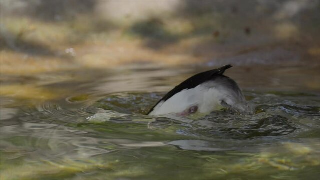 This slow motion video shows a wild Bufflehead (Bucephala albeola) duck diving into calm waters being illuminated by sunbeams.
