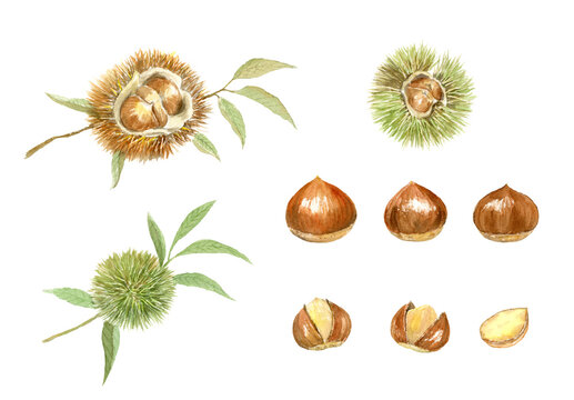 毬栗 Images Browse 2 415 Stock Photos Vectors And Video Adobe Stock