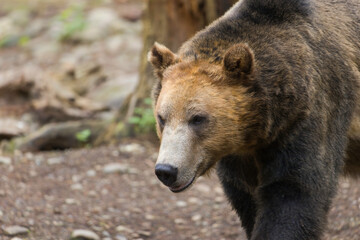 Grizzly bear wandering the forest floor.