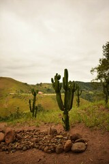 cactus in the desert