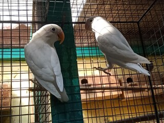 two parrots in the cage