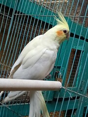 parrot in cage