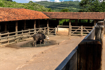 A large albino buffalo feeds in the stall on ranch in Brazil