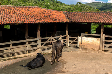 A large albino buffalo feeds in the stall on ranch in Brazil