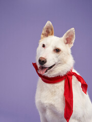 portrait of a beautiful dog lilac background. Mix of breeds. Sweet Pet in the studio