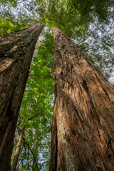 Looking up at Giant Redwood Trees