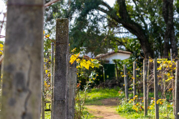 Fototapeta na wymiar yellow flowers on a fence