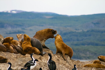 Group of sea lions on rocks in Fuegian Patagonia