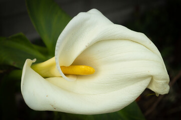white calla lily