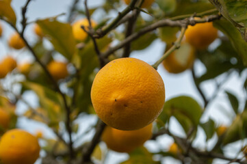 lemon on tree