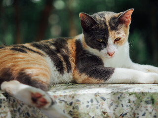 cute little thai cat