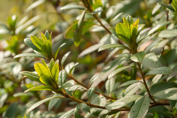 Obraz premium green leaves background