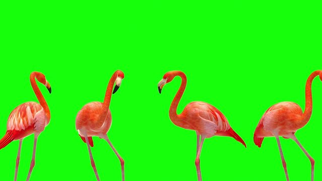 flamingo dancing green screen seamless 3d looping animation