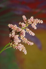 White flower blossoming close up botanical background high quality big size prints astilbe japonica family saxifragaceae wall posters