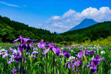 神楽女湖のハナショウブ