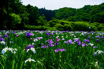 神楽女湖のハナショウブ