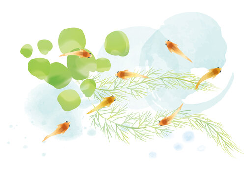メダカ　水草　和風イラスト