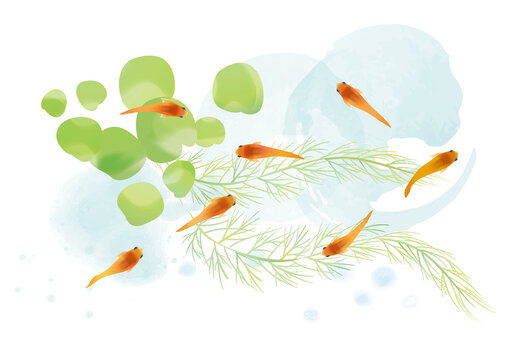 メダカ　水草　和風イラスト